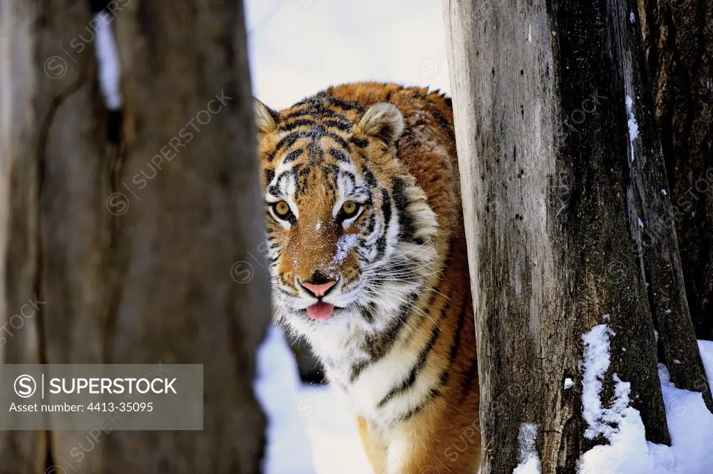 Siberian tiger staring between the trunks