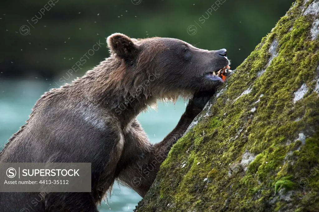Grizzly bear eating a salmon Sockeye Alaska USA