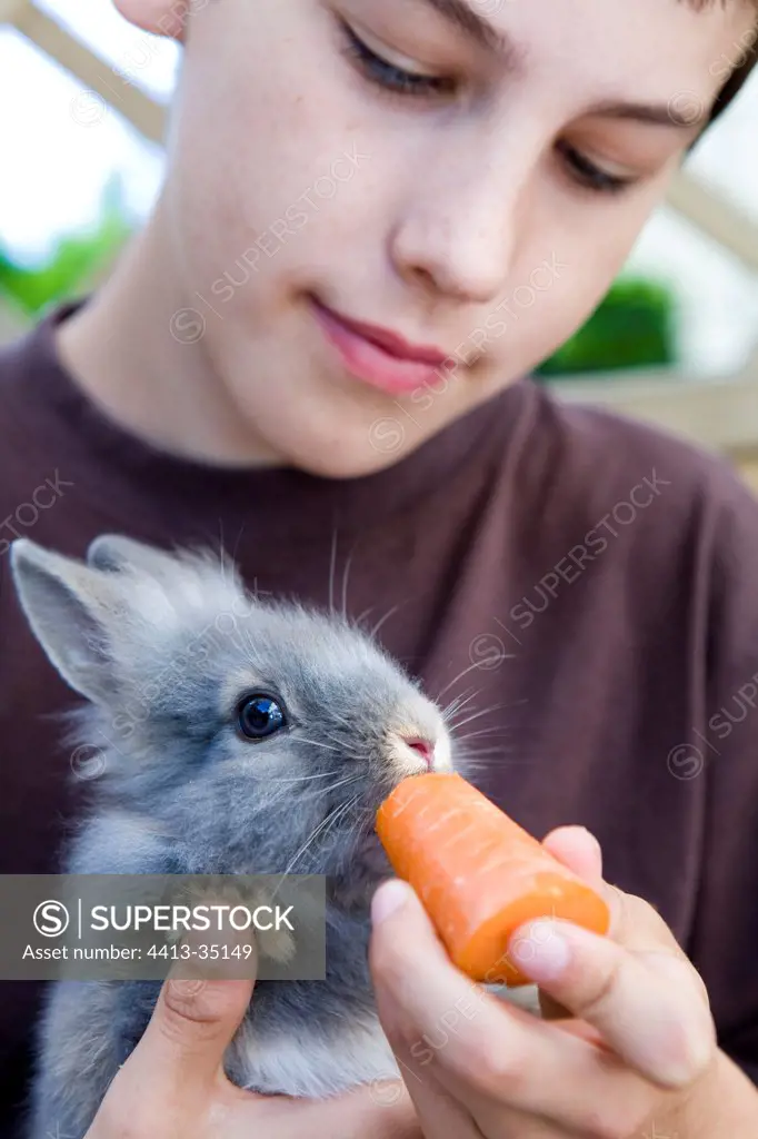 Boy giving a carrot to feed his rabbits