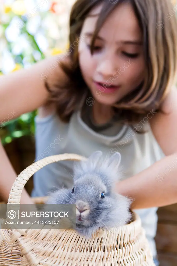 Girl playing with his dwarf rabbit in a basket France