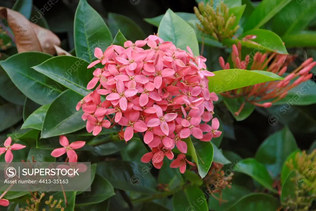 Flame of the Woods in bloom in a garden in Martinique Island