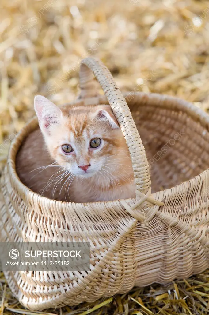 Kitten 2 months in a basket France