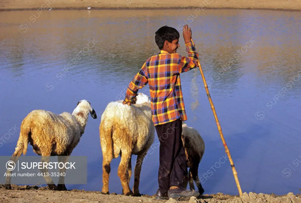 Young shepherd and his sheep near a lake Rajasthan India