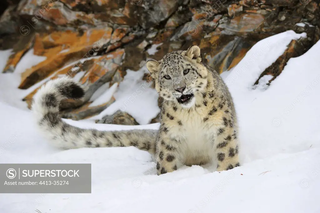 Snow Leopard sitting in the snow