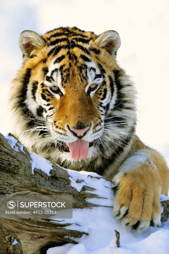 Siberian Tiger licking snow to drink