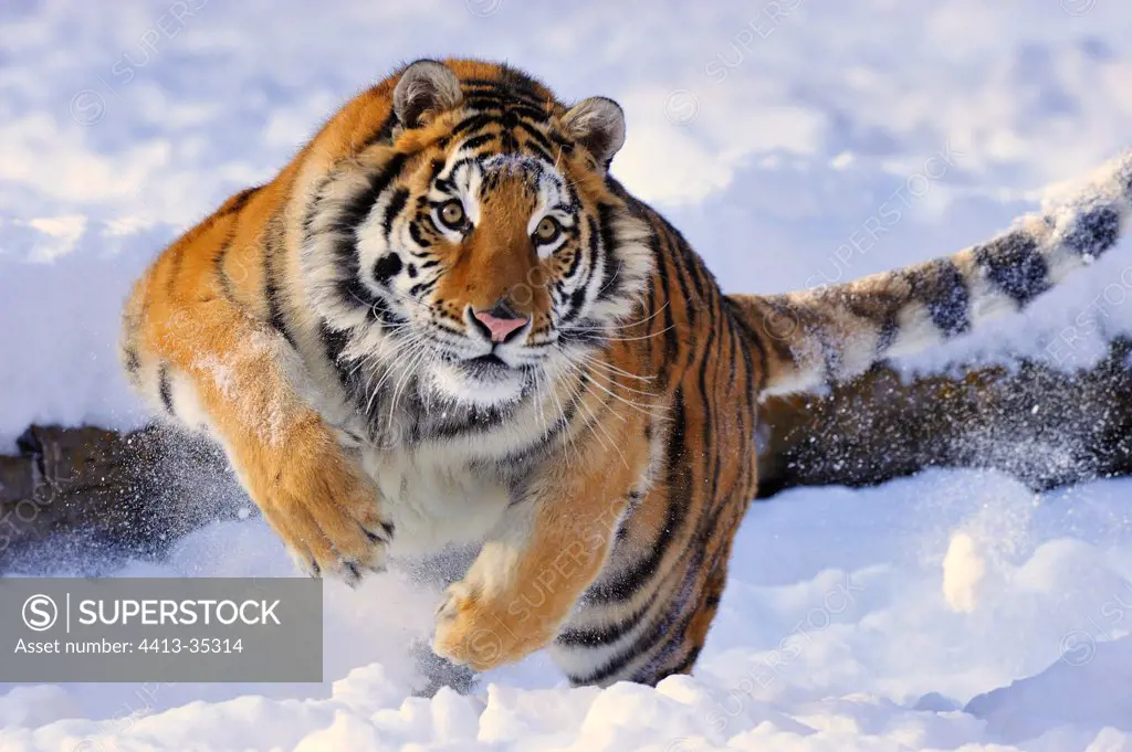 Siberian Tiger running in the snow