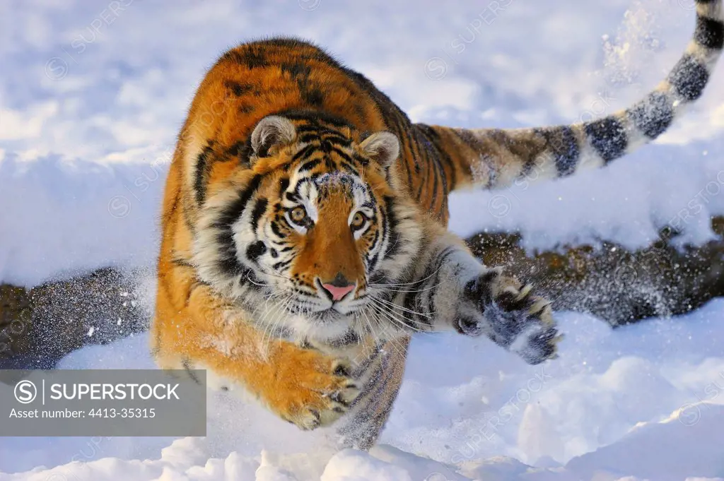 Siberian Tiger running in the snow