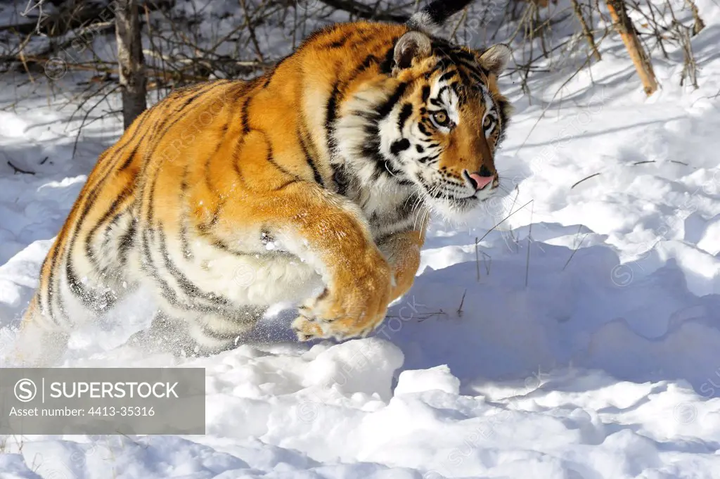 Siberian Tiger leaping in the snow