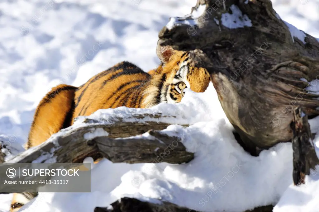 Siberian Tiger hidden behind a stump covered with snow