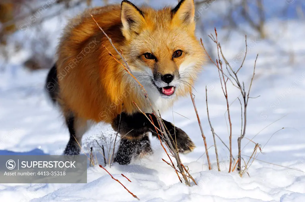 Red fox walking cautiously in the snow USA