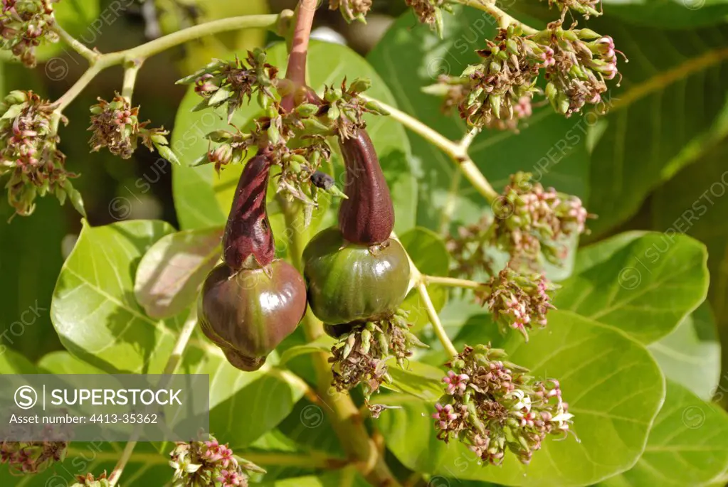 Cashew nuts on tree in a garden in Martinique Island