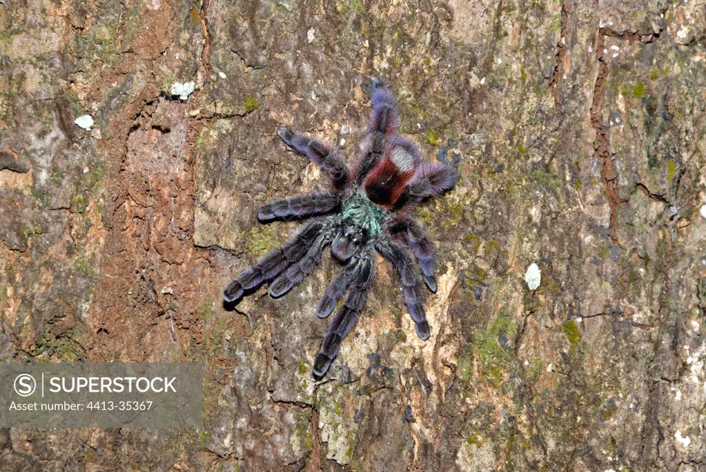 Antilles pinktoe tarantula on a trunk in Martinique Island