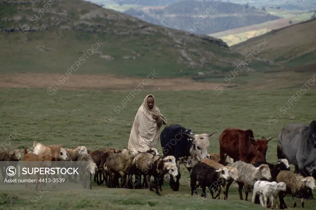 Amharas shepherd and his herd High plateaus Ethiopia