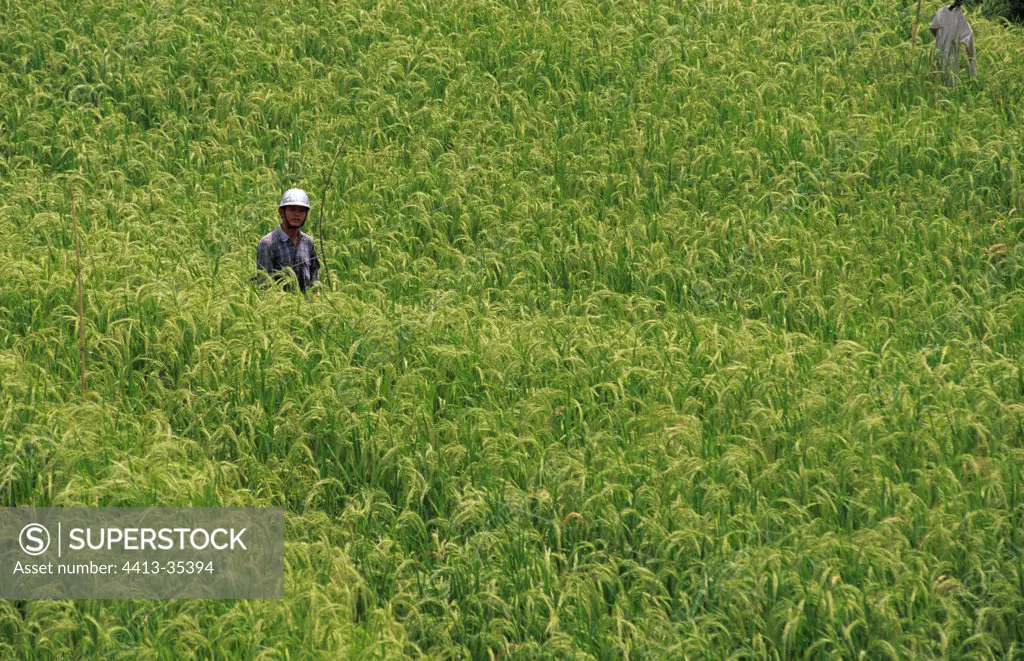 Farmer with a helmet on his head in a paddy field Indonesia