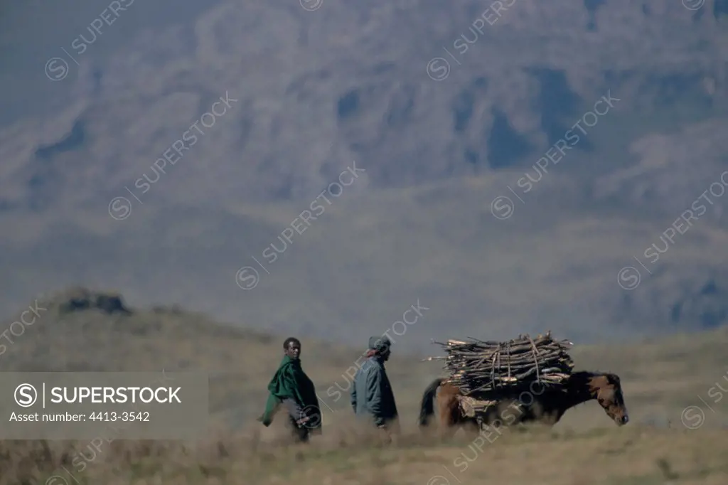 Transport of wood firing in the national park of Bale