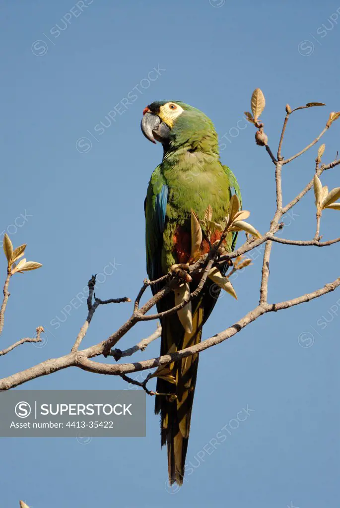 Blue-winged Macaw Chapada dos Guimares Minas Gerais