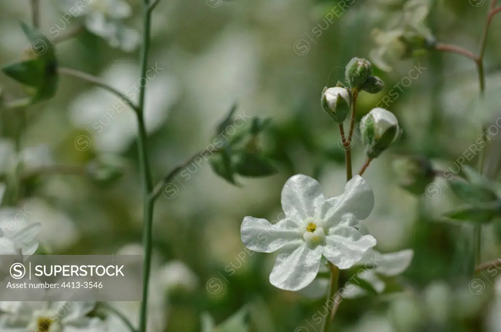 White flowers of Omphalodes