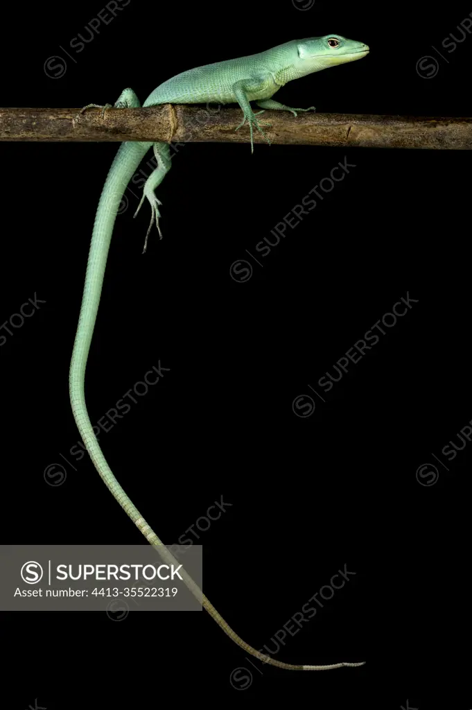 Green keel-bellied lizard (Gastropholis prasina)