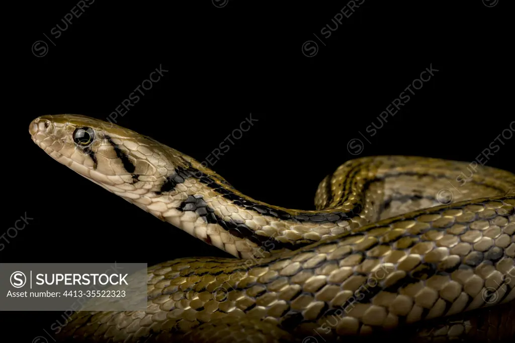 Javanese Keelback Water snake (Fowlea melanzosta)