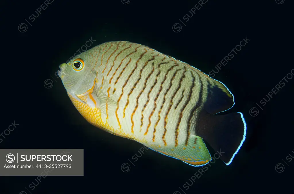Eibl's Angelfish (Centropyge eibli), Liberty Wreck dive site, Tulamben, Karangasem, Bali, Indonesia