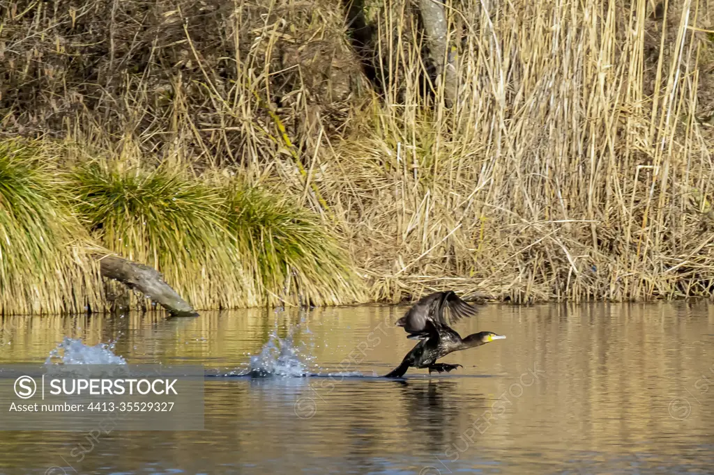 Great cormorant (Phalacrocorax carbo) Adult flying over the surface of a pond in winter, Pont à Mousson area, Lorraine, France