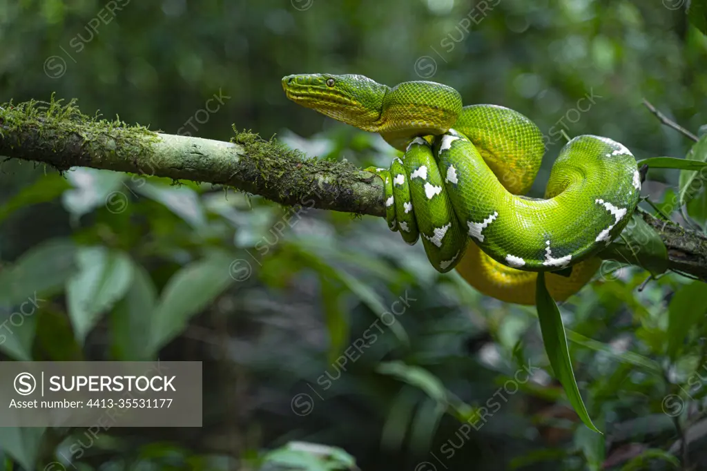 Emerald Boa (Corallus caninus) moving on a liana, Petit saut, French Guiana
