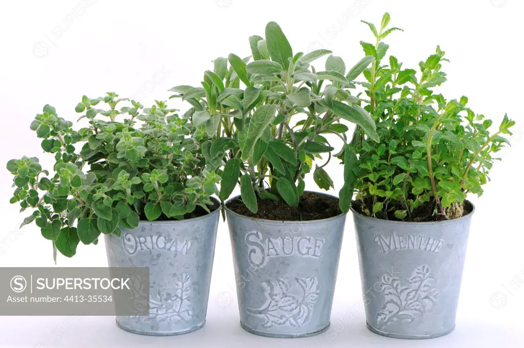 Spice plants in metal pots