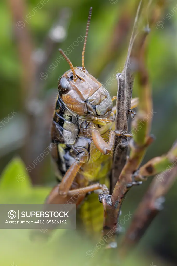 Common Mountain Grasshopper (Podisma pedestris) female, Haute-Tarentaise, Savoie, France