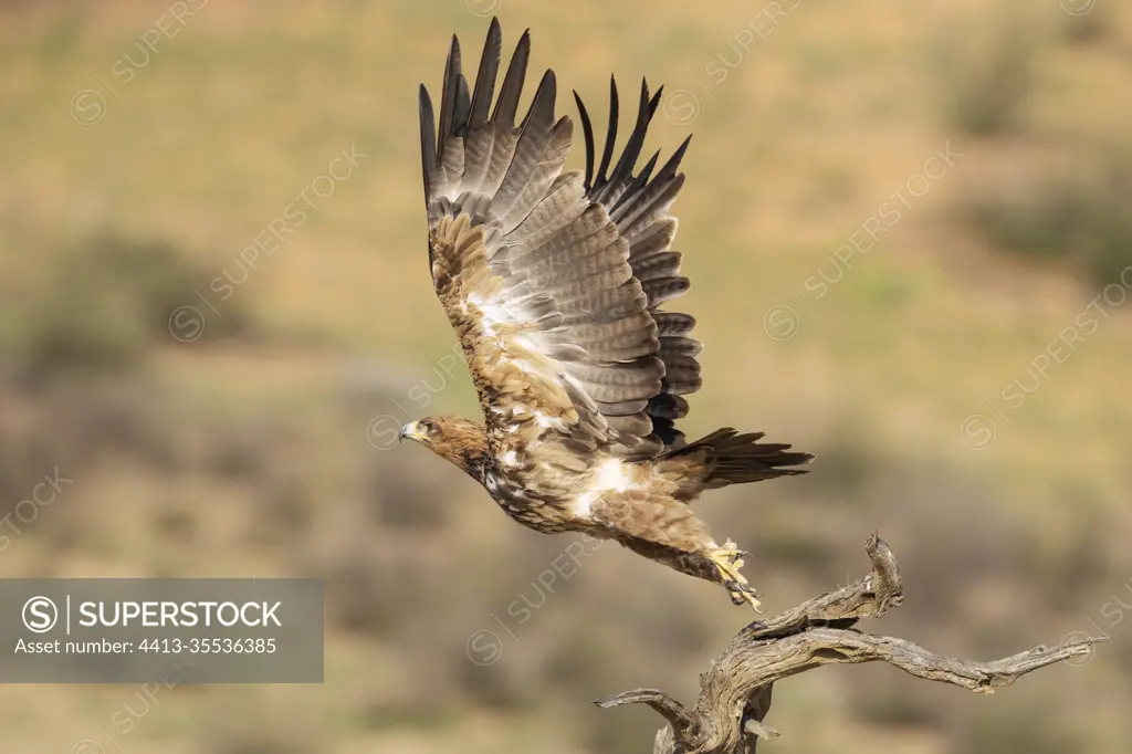 Tawny Eagle (Aquila rapax). Flying off. Kalahari Desert, Kgalagadi Transfrontier Park, South Africa.