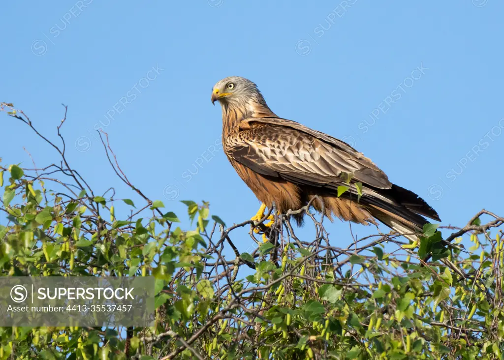 Red kite (Milvus milvus) perched in a tree, England