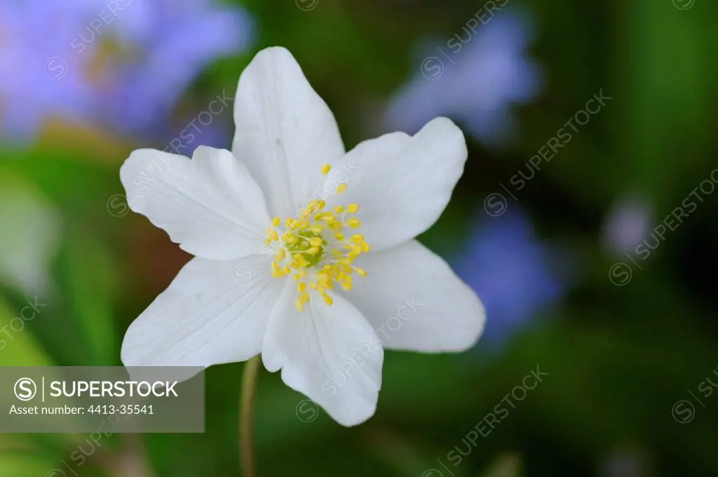 Flower of European Thimbleweed Territoire de Belfort