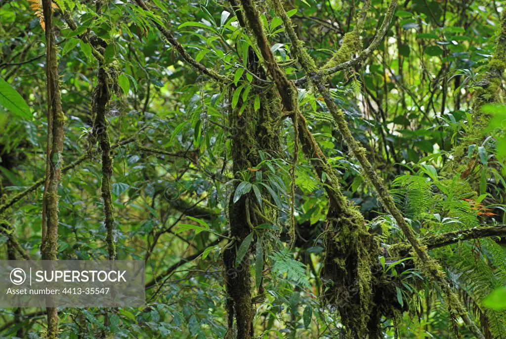 Moss and epiphyte plants in cloud forest North Sulawesi