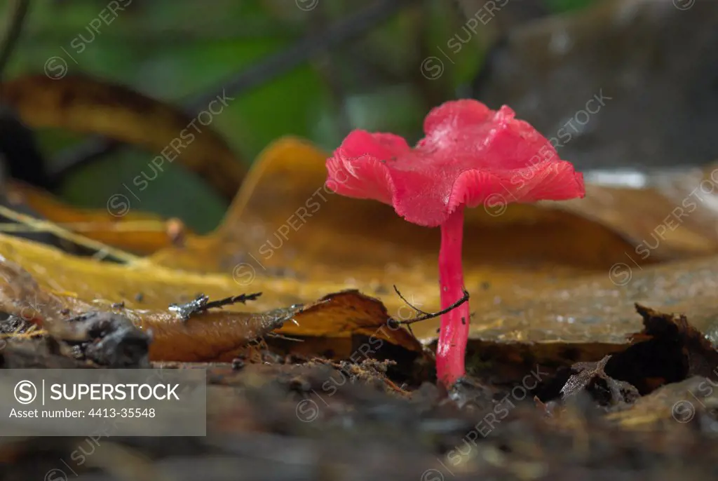 Red fungus in a cloud forest North Sulawesi