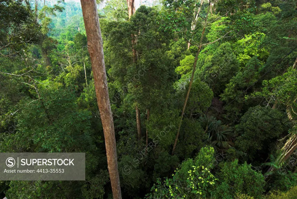 Bukit Bangkirai virgin forest Kalimantan Borneo