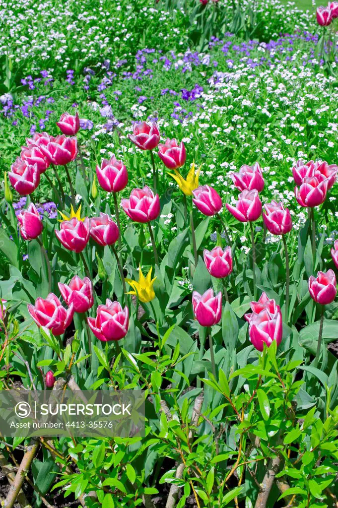 Tulips 'Ben Van Zanten' in a garden