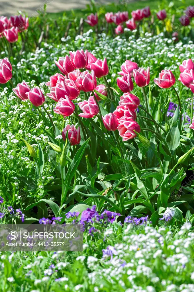 Tulips 'Ben Van Zanten' in a garden