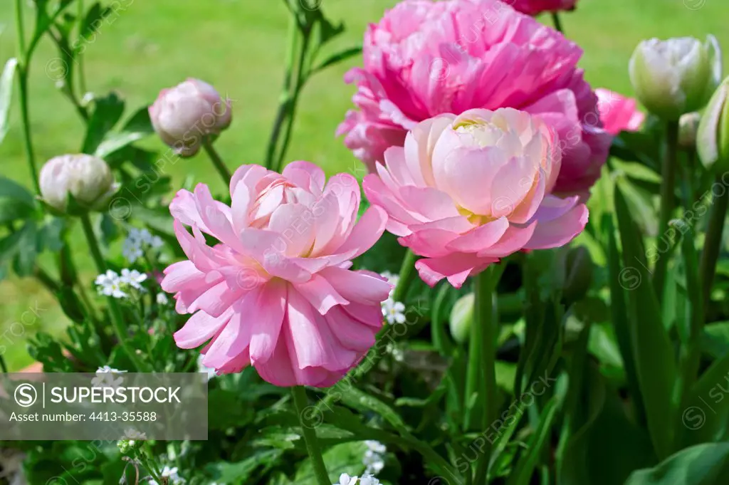 Turban Buttercups 'Friandine' in a garden