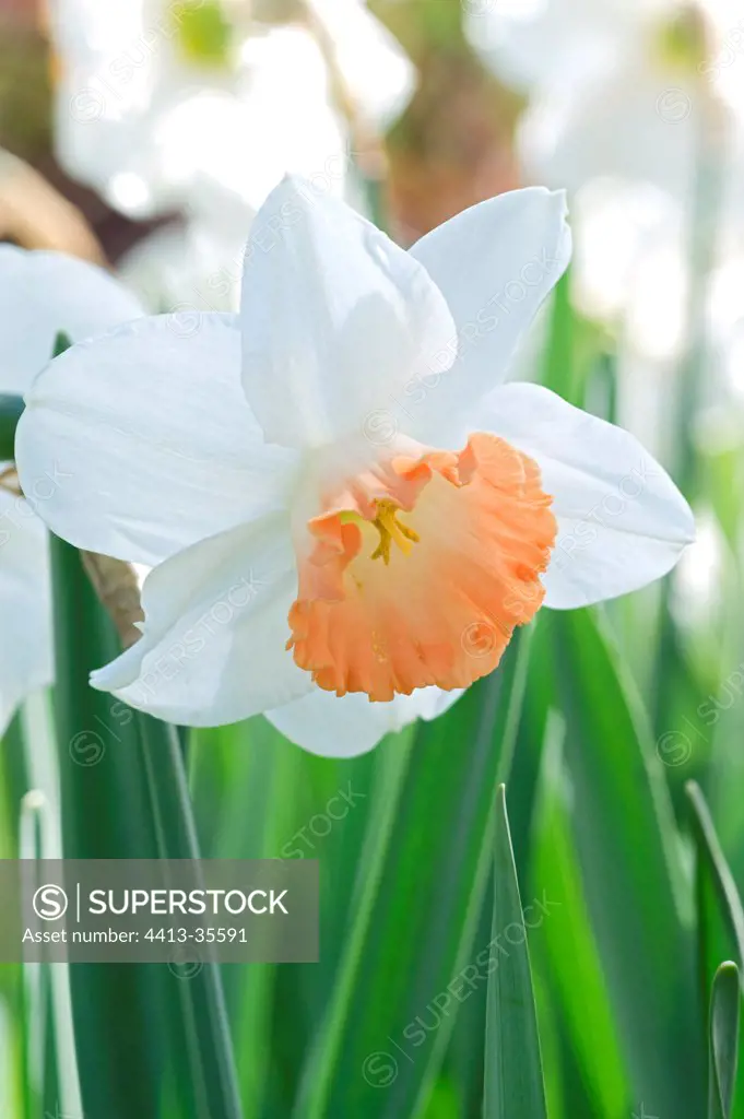 Narcissus 'Pink Charm' in a garden