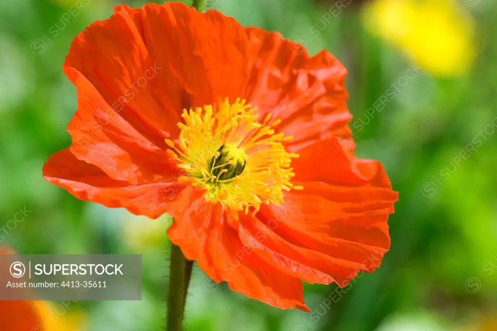 Iceland Poppy 'Wonderland' in a garden