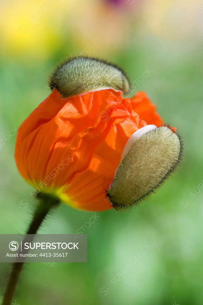 Iceland Poppy 'Wonderland' in button in a garden