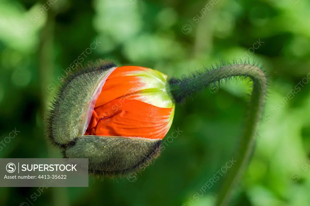 Iceland Poppy 'Wonderland' in button in a garden