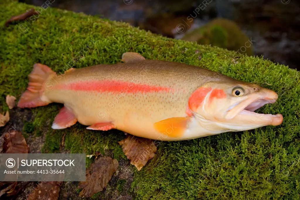Rainbow trout of yellow variety Doubs France
