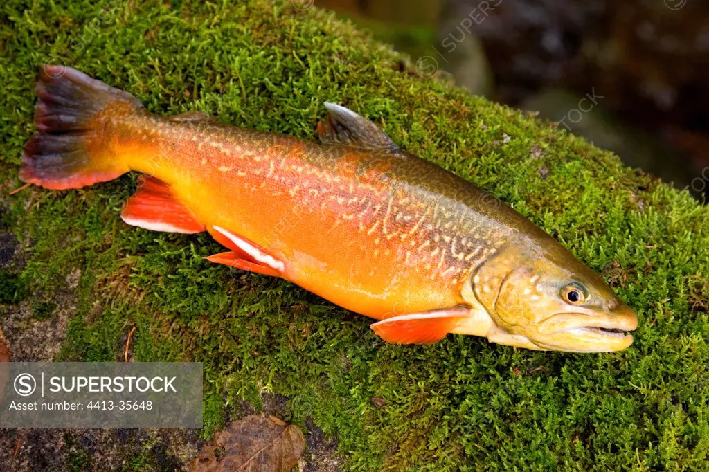 Male Salmonidae with bridal colours Doubs France