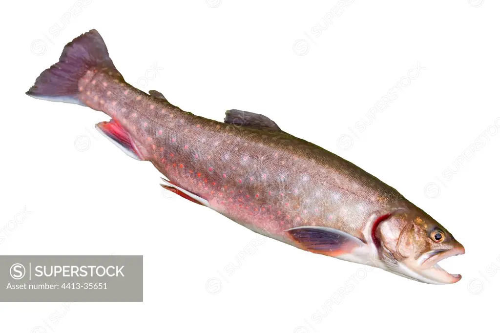 Hybrid of Arctic char and Brook trout Doubs France