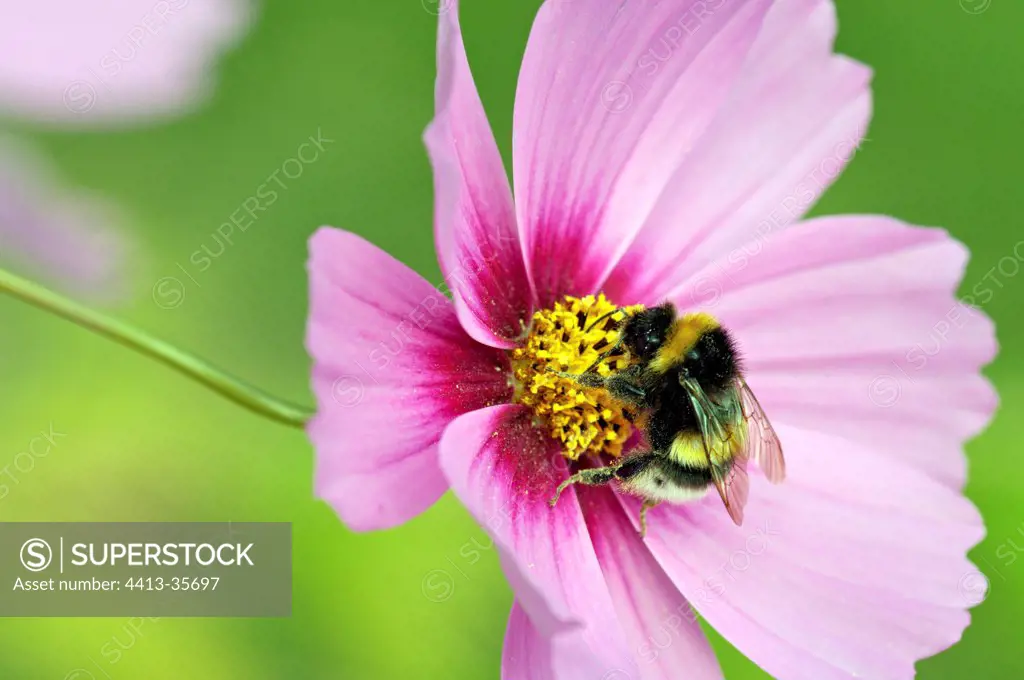 Bumble Bee gathering nectar in Cosmos flower Limousin France