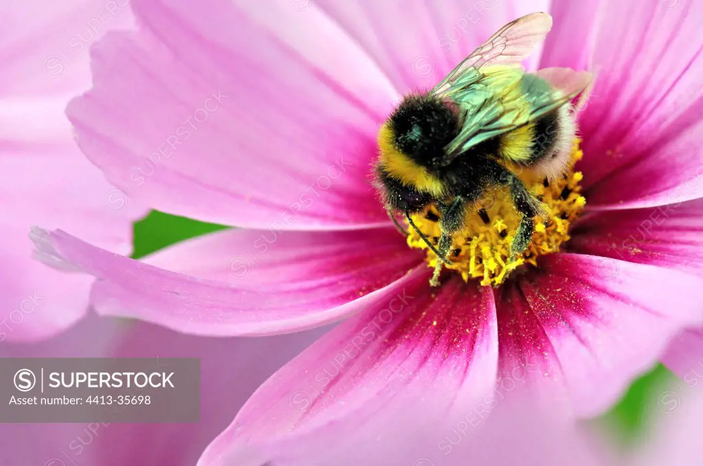 Bumble Bee gathering nectar in Cosmos flower Limousin France