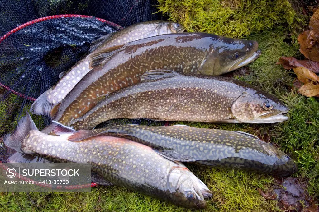 Male Marble trout and Brook trouts Doubs France