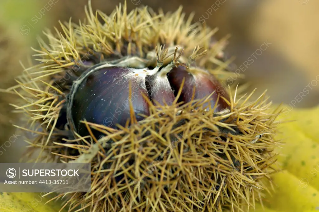 Chestnuts in their husk autumn Limousin France