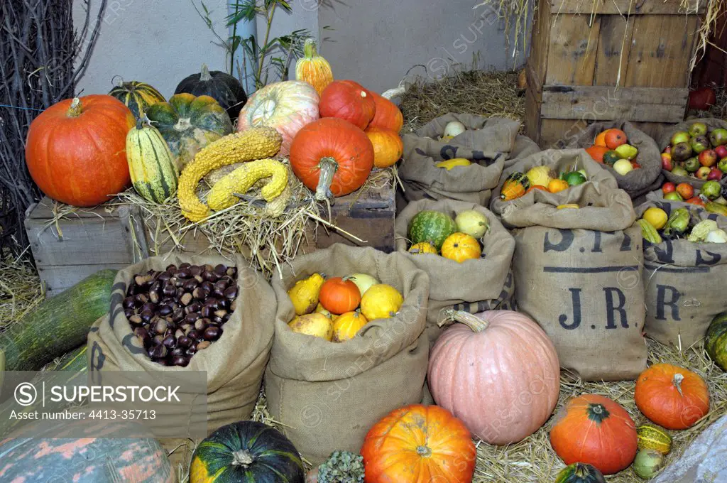 Squashes and chestnuts Feast of the pumpkin Limousin France