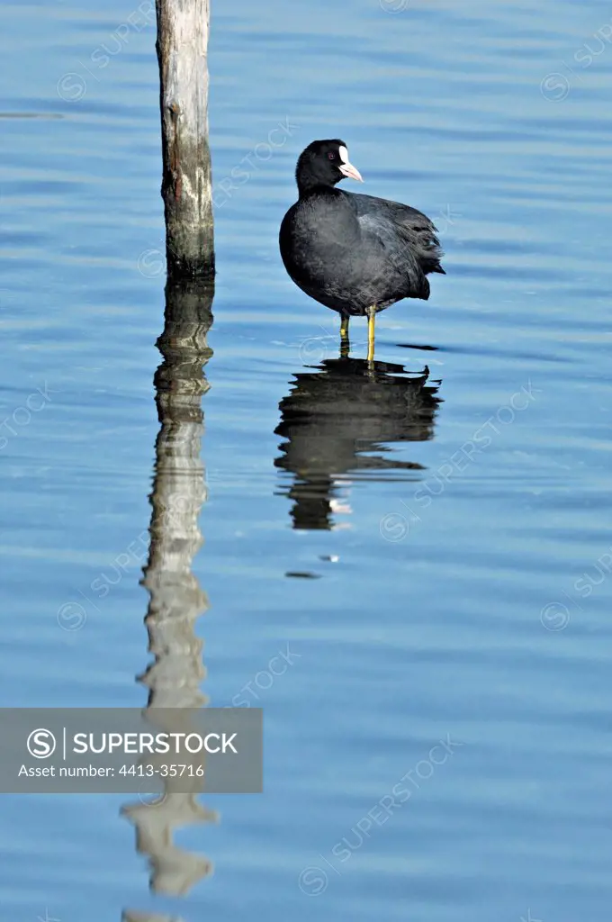 Common Coot and its reflection Arcachon Basin France